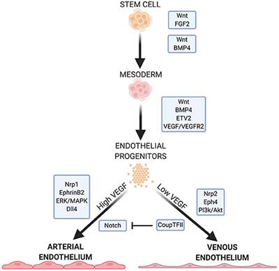 Development and Application of Endothelial Cells Derived From Pluripotent Stem Cells in Microphysiological Systems Models